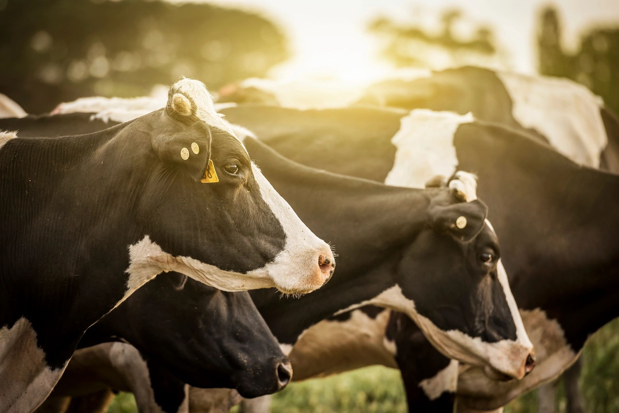 Dairy cow with golden-hour backlight on the farm